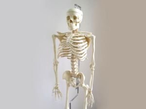 emberi csontvz